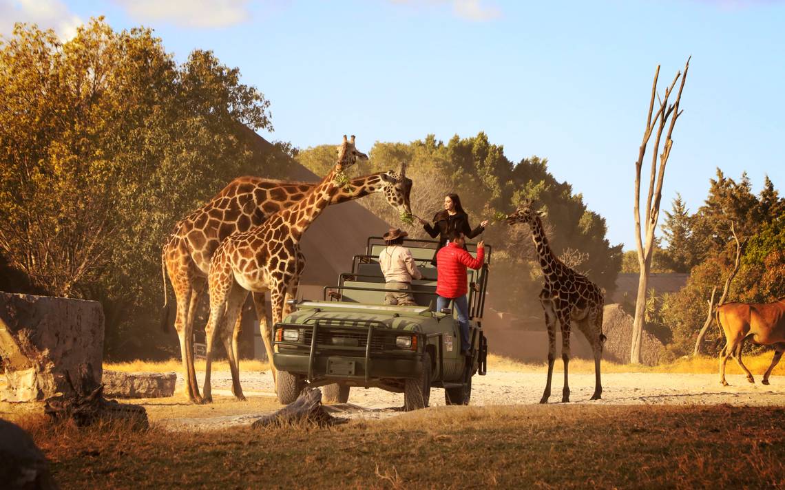 africam safari o reino animal